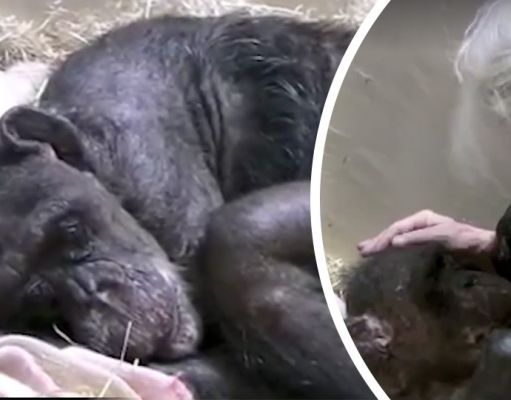 Dying Chimp Recognizes Old Friend And Her Reaction Is Heartbreaking