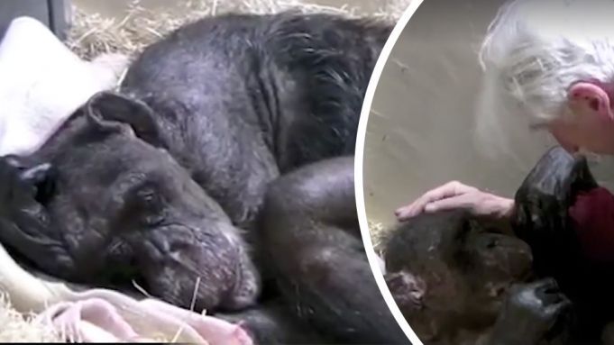 Dying Chimp Recognizes Old Friend And Her Reaction Is Heartbreaking