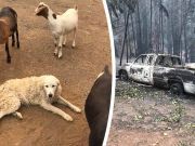 Dog Refuses to Leave Goat Herd Survives California Wildfires