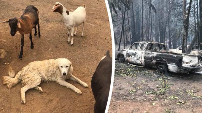 Dog Refuses to Leave Goat Herd Survives California Wildfires
