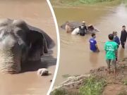 Watch: Amazing Rescue Of Young Elephant Stuck In Flooded River