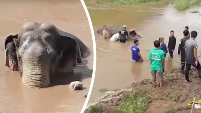 Watch: Amazing Rescue Of Young Elephant Stuck In Flooded River