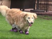 Meet Chi Chi, The Golden Retriever That Will Have You Believing In Miracles