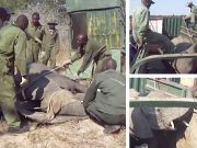 Elephants In Zimbabwe Captured And Sold To China