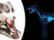 FDA Warning: Stop Feeding Your Dog These Bones