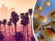 Could These Magic Mushrooms Help Improve Our Political Climate?