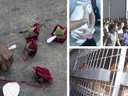 Protestors Storm Oakland Butcher Shop To Rescue Animals