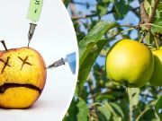 These Genetically Modified Arctic Apples Don’t Turn Brown