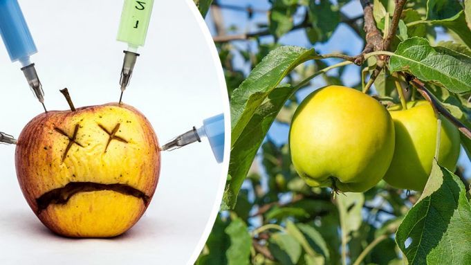 These Genetically Modified Arctic Apples Don’t Turn Brown