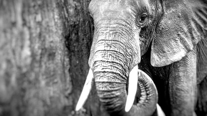 Trump Allows Big Game Hunters To Import Elephant ‘Trophies’ Into U.S.