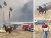 Dozens Of Horses Saved As Fires Rages Through California