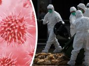 NIH Gives Labs Go Ahead To Manufacture Killer Viruses
