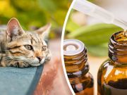 Are Essential Oils Harming Your Pets? Here’s How To Know