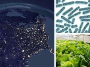 CDC Reports 24 Victims Of E. Coli, Is This Food To Blame?
