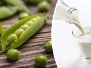 5 Reasons I Drink Pea Milk Every Day Instead Of Dairy