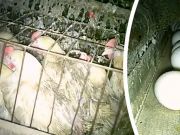 This Viral Video Shows How Hens Are Treated Before Eggs Go To Walmart