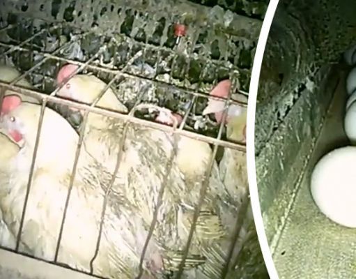 This Viral Video Shows How Hens Are Treated Before Eggs Go To Walmart