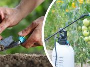 4 Great Reasons To Start Your Own Veggie Patch, Right Now