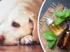 Instead Of Prozac, Try 5 Natural Remedies For Your Pet’s Anxiety Or Depression