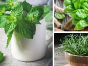 7 Medicinal Herbs To Plant In Your House Right Now