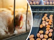 Before You Buy Eggs, Avoid These 5 Things