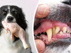 Is Raw Meat Good For Your Dog? 8 Reasons To Make The Switch