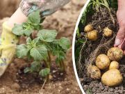 6 Seeds To Plant That Have Been Shown To Beat Cancer