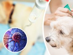 These 7 Products Are Causing Cancer In Your Pets