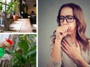 6 Indoor Plants To Cure Asthma, Bronchitis And More