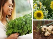 8 Garden Plants To Naturally Lift Your Mood
