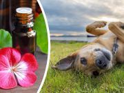 8 Natural Tick Deterrents To Protect Your Dogs This Summer