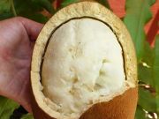 This Amazing Relative Of Chocolate Can Improve Skin, Hair And More