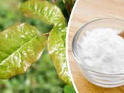 7 Natural Poison Oak Remedies (Plus Homemade Calamine Lotion Recipe)