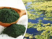 21 Reasons You Should Drink Algae Every Morning