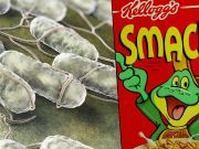 Caution: 73 Salmonella Cases Came From This Kellogg’s Cereal