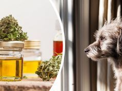 Anxious Pets? Here’s How Hemp Can Help