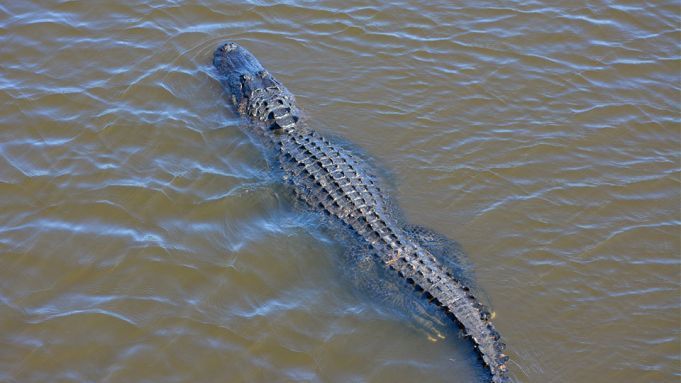 Kentucky Aquarium To Return 14-Foot Alligator To Conservation Center In Florida