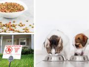 5 Reasons Why Your Pets Are Dying From Cancer So Young (And What To Do)