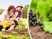 6 Easiest Plants To Grow When You’re Just Starting Your Garden