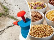 Is Weed Killer In Your Cereal? Here’s What You Need To Know