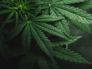 “Right to Try” Law Includes Potentially Harmful Experimental Drugs But Not Medicinal Marijuana