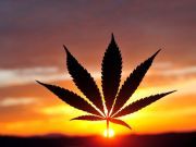 Congress Finally Frees Hemp From Jail: Big News For Farmers and CBD Industry