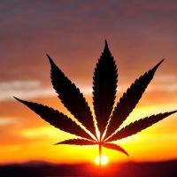 Silhouette of cannabis leaf at sunrise