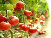 5 Reasons to Pee in Your Garden