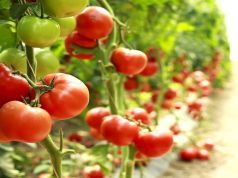 5 Reasons to Pee in Your Garden