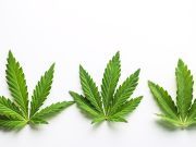 Cracking the Top 9 CBD Myths: What You Need to Know