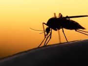 3 Insects That Can Make You Really Sick