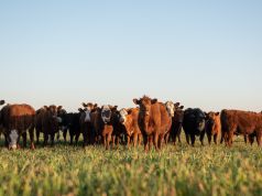 Why You Should be Eating Grass-Fed Beef for Your Immune System
