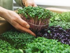The Ultimate Survival Food Anyone Can Grow, Ready in 7 Days