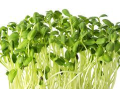 A Tiny, Yet Powerful Crop Anyone Can Grow (and they are delicious too)